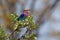 Lilac-breasted Roller - Coracias caudatus - colorful magenta, blue, green bird in Africa, widely distributed in sub-Saharan Africa