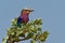 Lilac-breasted Roller - Coracias caudatus - colorful magenta, blue, green bird in Africa, widely distributed in sub-Saharan Africa