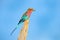 Lilac-breasted roller, Coracias caudatus, head with blue sky. Pink and blue animal from nature on spiny thorny branch. Beautiful