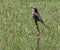 Lilac Breasted Roller, Coracias caudatus, sitting on upright twig in middle of green field