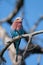 lilac breasted roller on a deadwood tree
