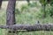 Lilac-breasted roller eating a beetle while standing on a fallen tree trunk grass blurred background