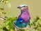 Lilac breasted roller in mopani tree