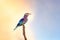 Lilac-breasted roller perched on a branch at dusk. Kruger National Park, South Africa