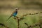 Lilac-breasted roller perched in thorny whispering acacia