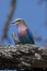 Lilac breasted roller perched a tree branch