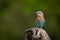 Lilac-breasted roller perches on twisted dead stump