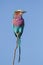 Lilac breasted Roller in profile perched on flimsy twig in Kruger Park, South Africa