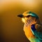 The Lilac-breasted roller\'s stunning colors shine in this close-up shot