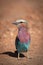 Lilac-breasted roller standing in earth with catchlight