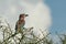 Lilac-breasted roller on thornbush with clouds behind