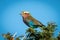Lilac-breasted roller in thornbush under blue sky