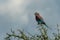 Lilac-breasted roller on thornbush under cloudy sky