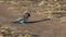 Lilac-breasted roller tossing a lizard in masai mara