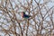 A lilac brested roller in Etosha national park