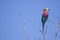 A lilac brested roller in the Kurger National Park