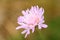 Lilac bright flower