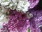 Lilac. Bright multi-colored lilac in a crystal vase. Lilac branches of different colors are collected in a bouquet