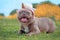 Lilac brindle colored French Bulldog dog with funny pink unicorn hat lying on ground in ront of blurry orange spring flower backg