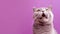 Lilac British cat with open mouth looks up, isolated on the purple banner, copy space,
