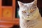 Lilac British Cat With Orange Eyes