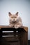 lilac british shorthair kitten resting on wooden crate