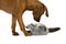 Lilac British Shorthair Male Domestic Cat and Rhodesian Ridgeback, 3 Months old Pup