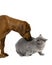 Lilac British Shorthair Male Domestic Cat and Rhodesian Ridgeback, 3 Months old Pup