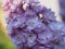 Lilac buds of lilac flowers. Bunches of buds. It& x27;s spring