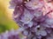 Lilac buds of lilac flowers. Bunches of buds. It& x27;s spring