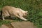 Lilac Burmese Domestic Cat hunting Mouse