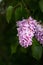 Lilac bush on the background of greenery. Seasonal photos, summer nature photos.