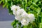 Lilac bush blooms with white and lilac flowers on a sunny bright day in spring