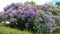 Lilac bush with bright greenery