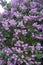 Lilac bush in flower buds. Spring May. Flowering plant.