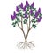 Lilac bush with flowers and roots on a white background.