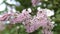 A lilac bush in the summer, windy day.