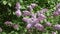 Lilac bush. Sunny summer day