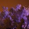 Lilac bushes weighed down by thick wet snow glow eerily in the light from Christmas light decorations and the light of town