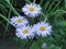 Lilac camomile flowers