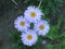 Lilac camomile flowers