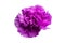 lilac carnation isolated