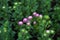 Lilac chrysanthemum blooms, close up