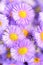 Lilac chrysanthemum. Closeup