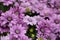 Lilac chrysanthemums