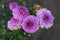 Lilac chrysanthemums after a rain with drops of dew on petals