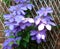 Lilac Clematis on bamboo trellis