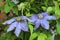 Lilac clematis bloom in the garden on a summer day after rain