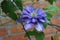 Lilac clematis bloom in the garden on a summer day after rain