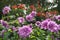 Lilac color decorative Dahlia outdoor in public park